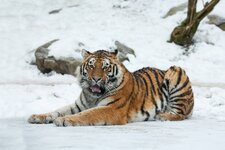 Tiger Zoo Zürich 07.jpg