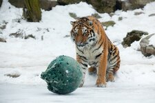 Tiger Zoo Zürich 08.jpg