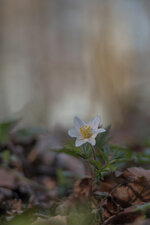 Anemone.jpg
