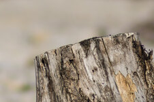 DSC07923-Bearbeitet crop.jpg