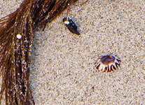 Kronkorken.jpg Kronkorken.jpg