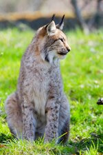 comp_Luchs 9.3.2014 01.jpg