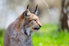 comp_Luchs 9.3.2014 02.jpg