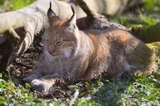 comp_Luchs 9.3.2014 03.jpg