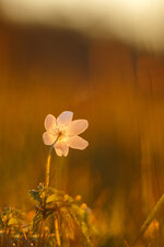 IMG_4029-Bearbeitet.jpg
