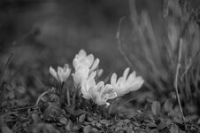 DSC_4420.jpg