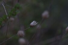 Vivitar100f4-Bild1.jpg