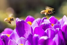 Bienen-und-Krokusse--20140307-8467.jpg