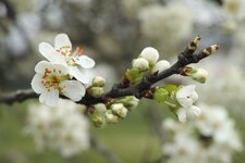 _SDI0111 - klein.jpg