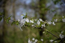 FN140330 0016NX-D STD-auto vig0.jpg