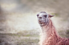 20140315-021-2 bearb..jpg