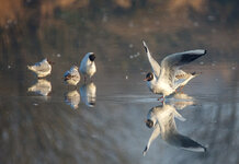 IMG_3967_2.jpg