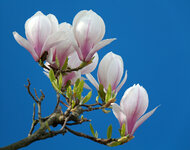 IMG_5025a_DSLR.jpg