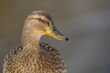 _IMG_1436.jpg