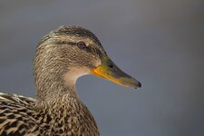 _IMG_1437.jpg