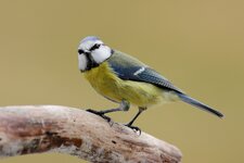 comp_IMG_6229l.jpg