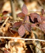 DSC_0652.jpg