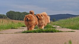 Smilla & Starsky Tracking 5.JPG