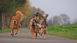 E-M1 - 50-200 SWD 1. Serie-1.8.JPG