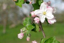 Apfelblüte X-T1 20140404.jpg