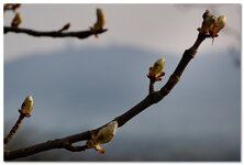 BaumBlüten1_2014.jpg