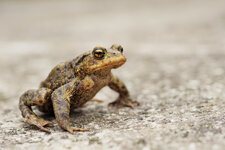 BUFO-65559.jpg