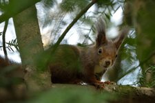 comp_DSC_9935.jpg