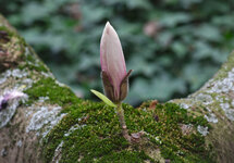 IMG_BST_MAGN_IMGP2839.jpg