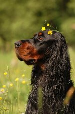 gordon-setter-04ee8970-014f-462a-afc2-430d6e6858f8.jpg