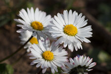 IMG_2146.jpg