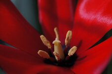 Blume1-Tokina90-f4.jpg