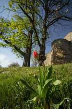 Tulpe_46p.jpg