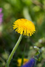 Frühling33.jpg