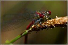IMG_5928.jpg