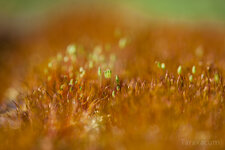 Tortula_Bryum_5817_ABG10_1000_sRGB.jpg