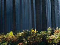 Wald1.jpg Wald1.jpg