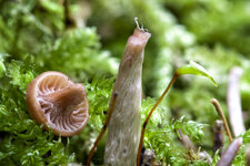 Pilz16_k.jpg
