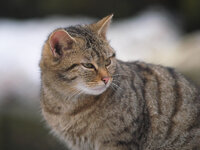 Wildkatze_1.jpg