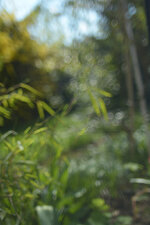 Vivitar1.jpg