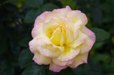 IMGP0118_1.jpg
