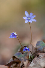 Leberblümchen1.jpg