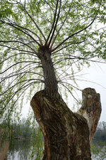 Baum76_2014.jpg