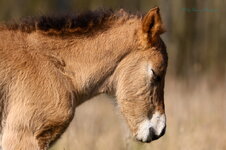 Konik 3.JPG