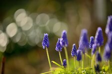 Zeiss 100mm-Bokeh.jpg