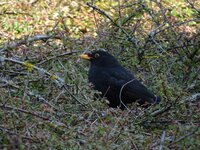 DSC00752 Amsel.JPG