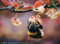 Biene mit Panasonic DMC-L1 (1 von 1).jpg