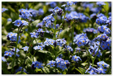 Blüten85_2014.jpg