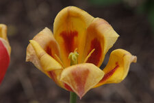 DSCF8731.jpg