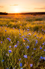 2013-06-Kornblumen-I.jpg 2013-06-Kornblumen-I.jpg