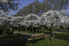 Frühling-Forum.jpg